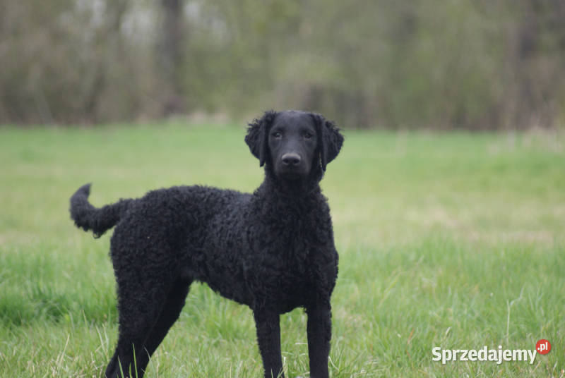 curly coated retriever czarne szczenięta ZKwPFCI