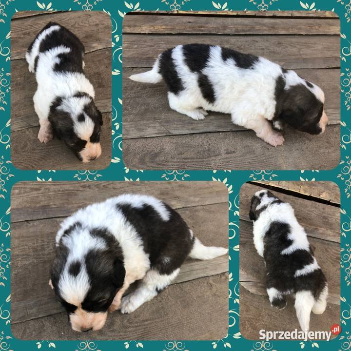 Mastif pirenejski rodzinny molos stróżujący Pupki