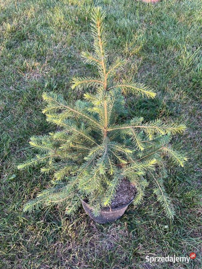 Świerk serbski Siedleczka