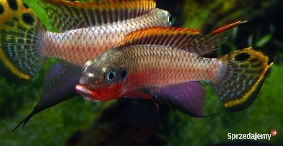 Barwniak szmaragdowy NIGERIA RED Pelvicachromis Gdańsk