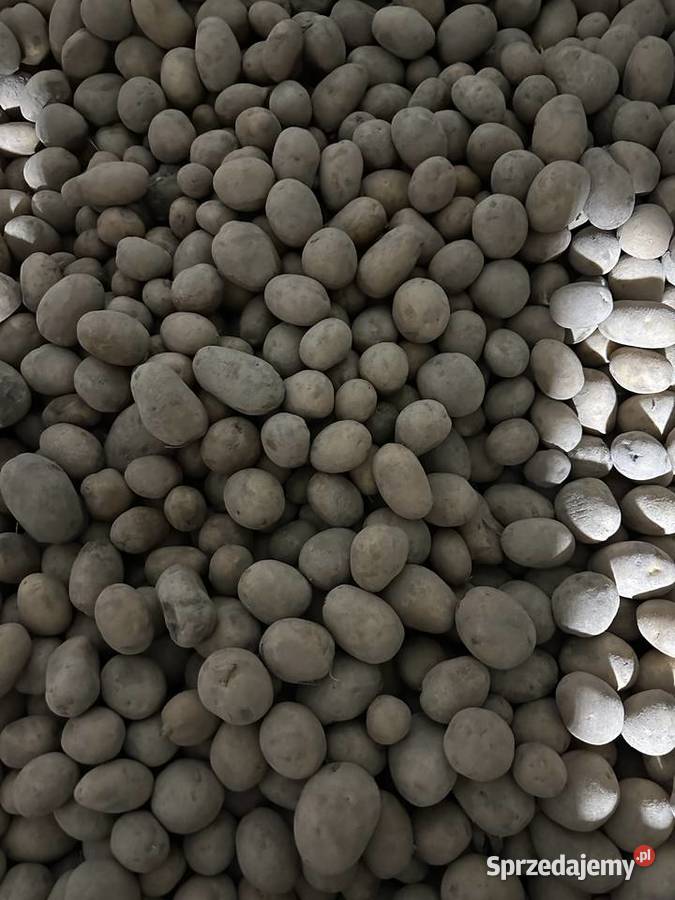 Sprzedam ziemniaki odpadowe Wilczyn sprzedam