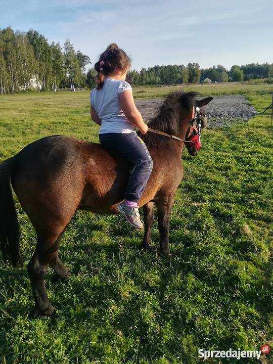 Kucyk klacz walijska Żyrardów sprzedam