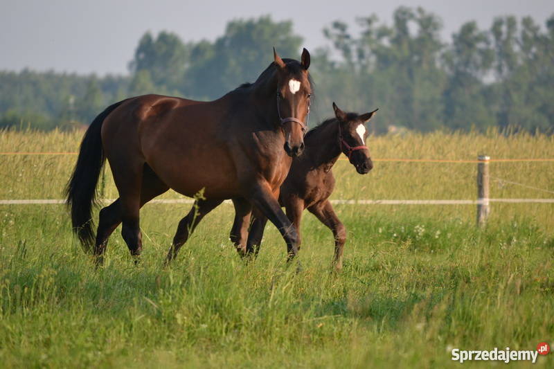 Sprzedam klacz Sp dolnośląskie Dębina