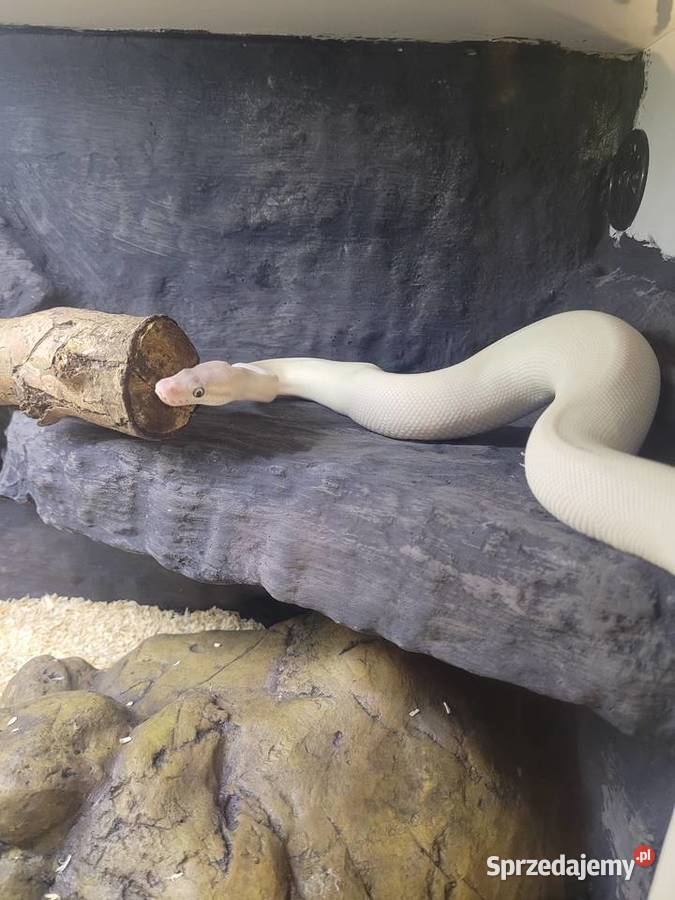 Samica super mojave świętokrzyskie Starachowice sprzedam