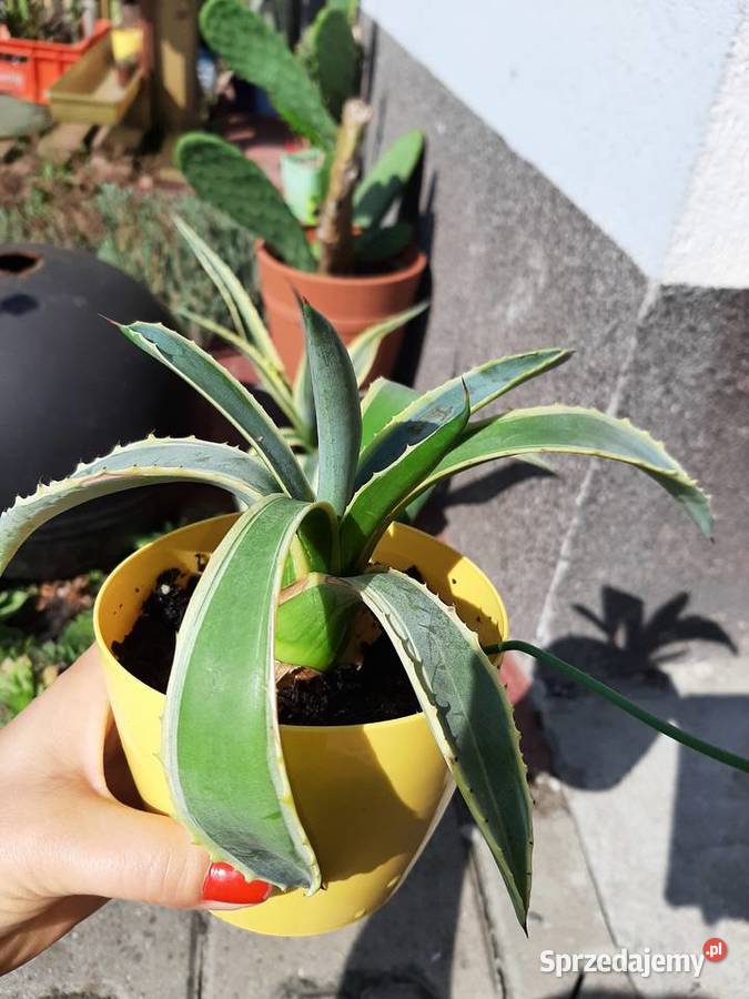 Agawa bialo zielona Szczecin