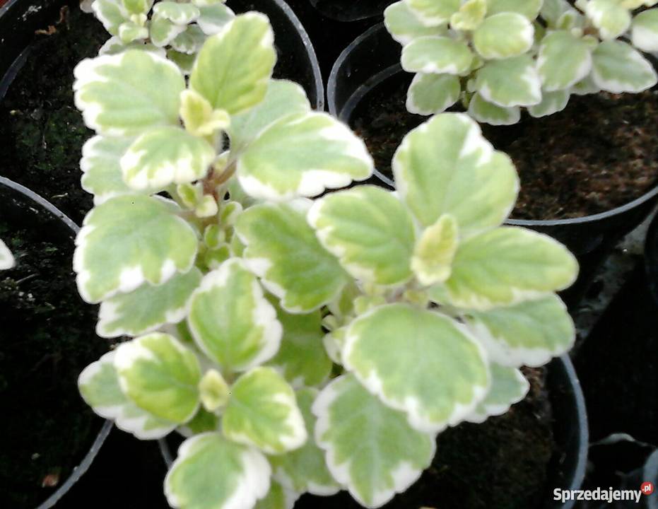 Kwiaty doniczkowe i ogrodowe Czernichów