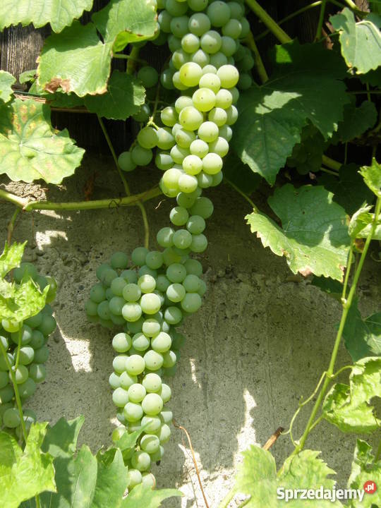 Sadzonki winorośli winogron winnica Kraków Nieznanowice