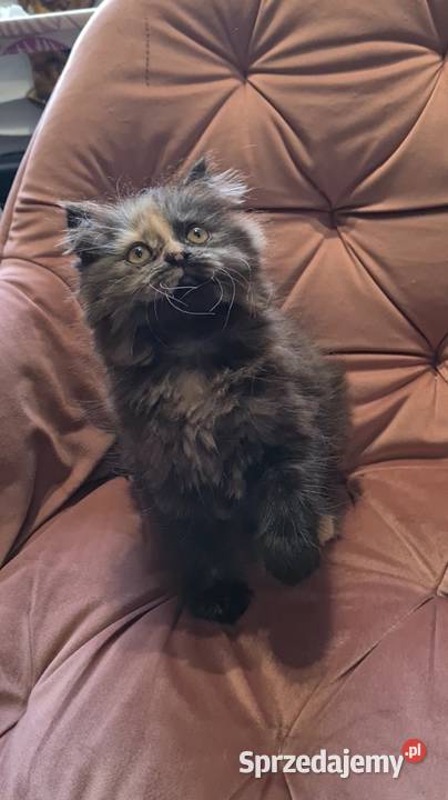 Maine Coon kotka świętokrzyskie