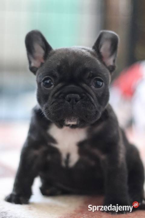 Buldog francuski ZKwP Świerklany