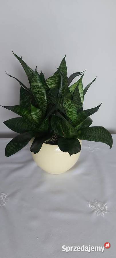 Sansewieria gwinejska sprzedam