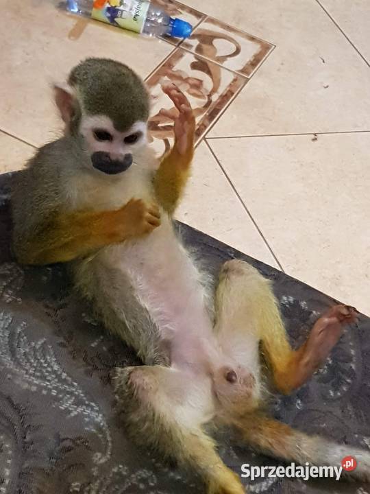 Sprzedam małpkę Sajmiri Opole
