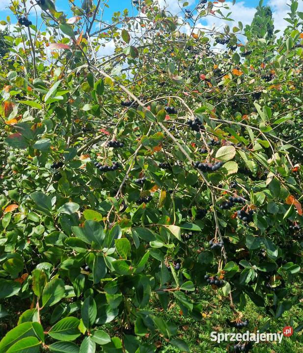 Aronia Owoce Aronii Sprzedam Dębica