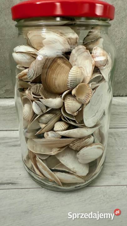 Muszle muszelki ozdobne naturalne Polska Łódź