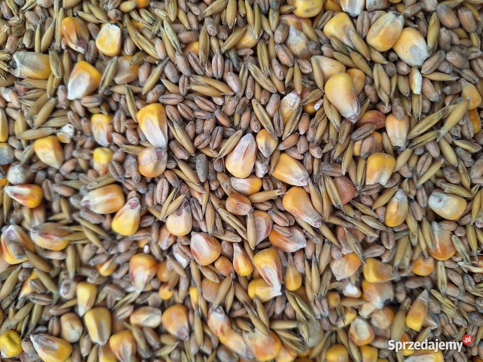 Mieszanka zbozowa paszowa kur Milicz sprzedam