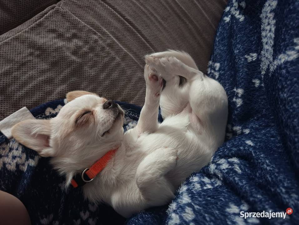 Chihuahua suczka Przysucha