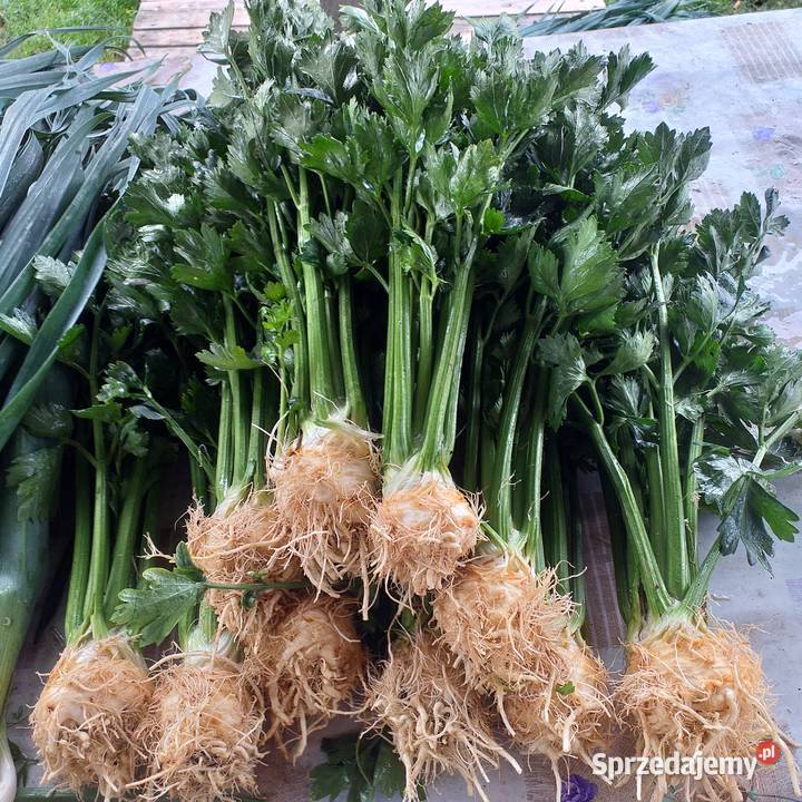 Sprzedam włoszczyznę młodą Warta