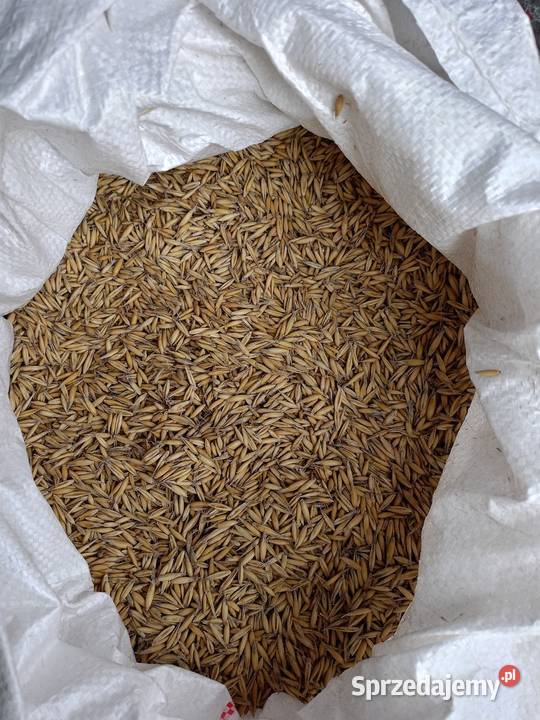 Owies Bingo raz siany Krzeczów