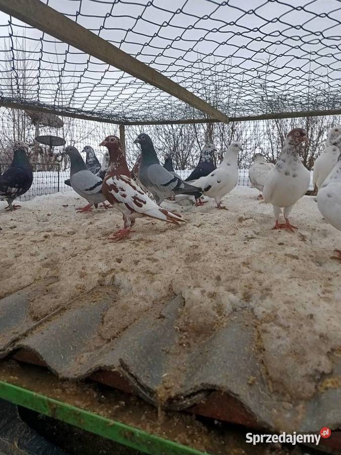 Gołębie sprzedam świętokrzyskie Ćmielów sprzedam