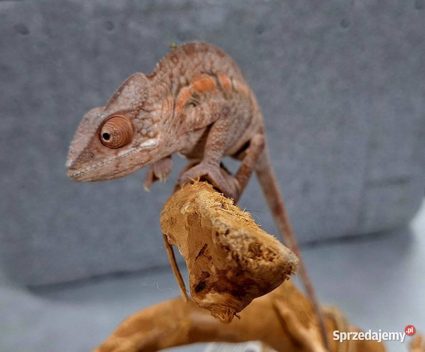 Kameleon lamparci samiec Wołomin