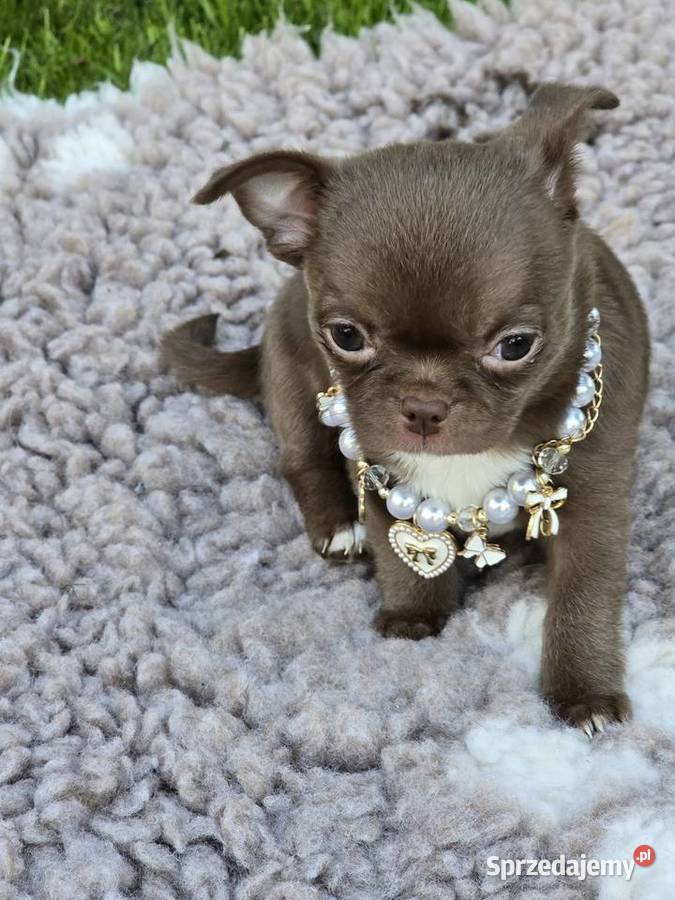 Chihuahua Czekoladowy XXS