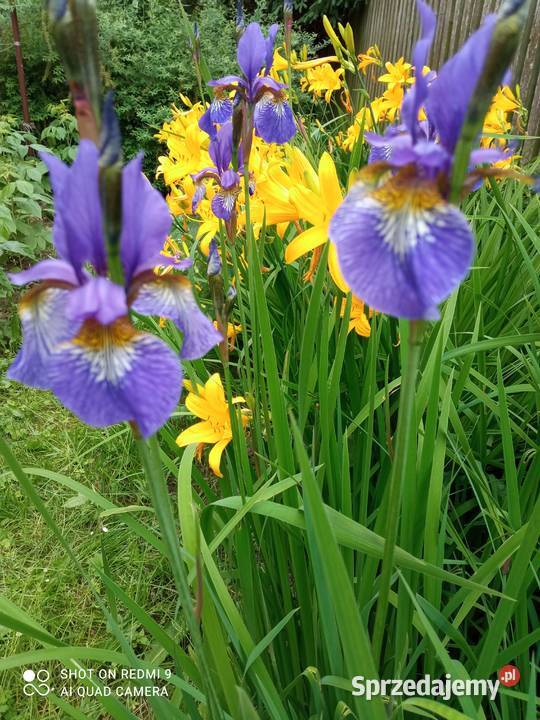 Irys syberyjski sadzonki małopolskie sprzedam