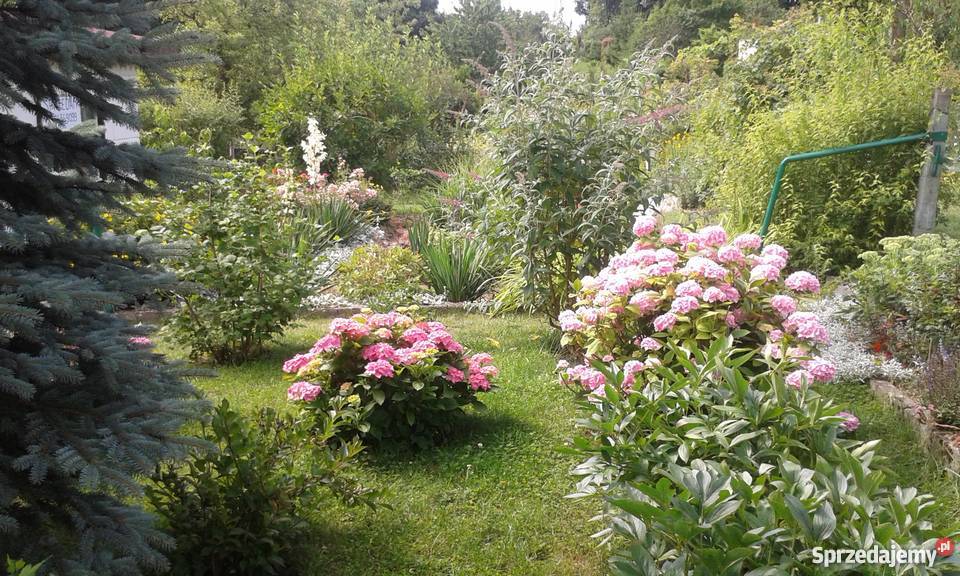 Działka rekreacyjna na ROD Skarbówek Szczecin