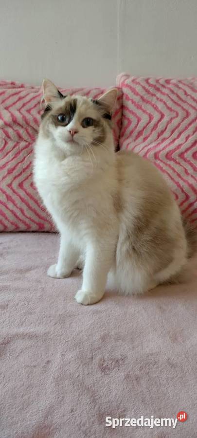 Kotka ragdoll 9 miesięcy Wrocław sprzedam