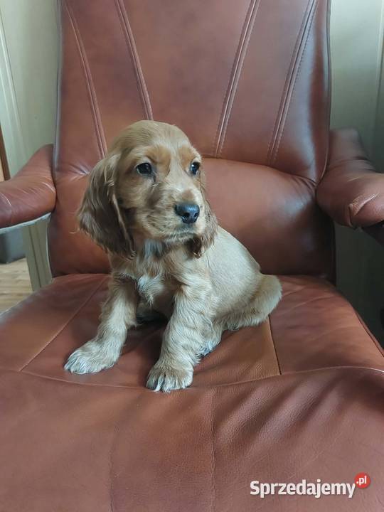 Cocker Spaniel Angielski złoty rudy piesek Okolusz sprzedam