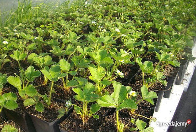 SADZONKI TRUSKAWEK RÓŻNE ODMIANY 1 negocjacja wielkopolskie