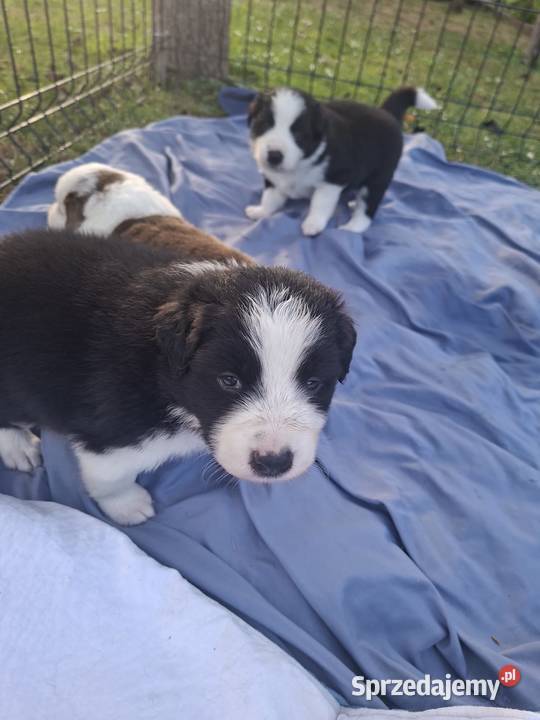 Szczenieta Border Collie REZERWACJA Przemyśl