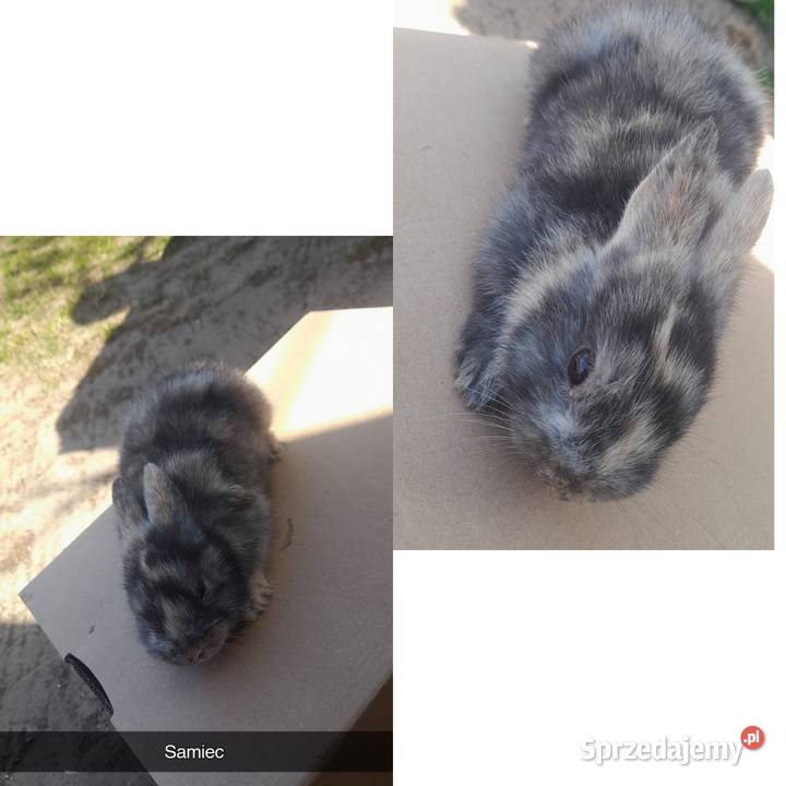 Młode króliki miniaturki Płońsk