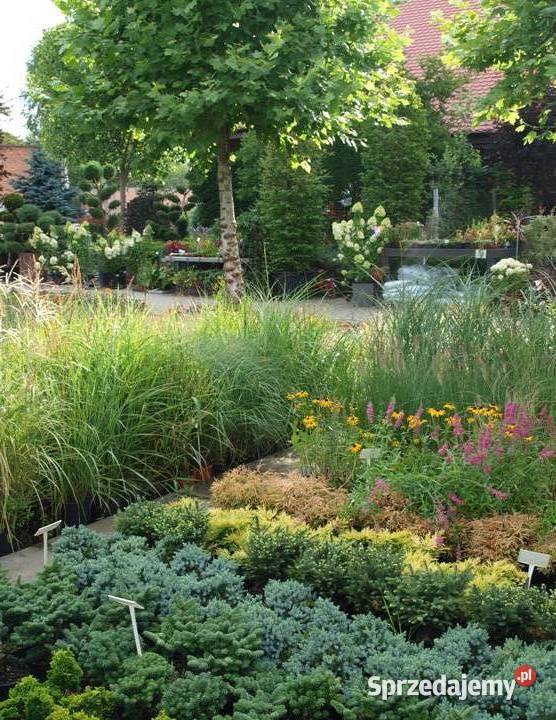 Cis pospolity Wojtek wąska zielona kolumna Osiny Dom i Ogród wielkopolskie Kępno