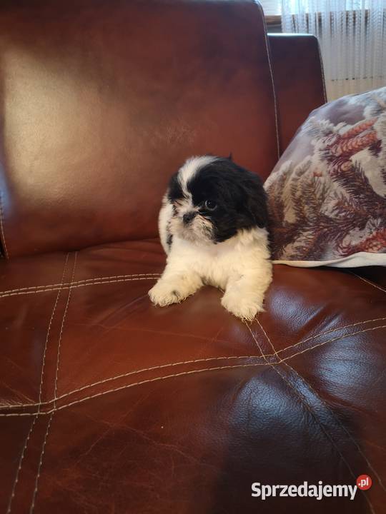 Szczeniaczki Rasy SHIH TZU SUCZKI I PIESKI sprzedam