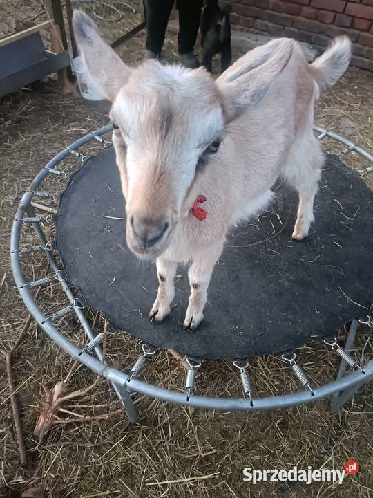Sprzedam koziolki Krasowice sprzedam
