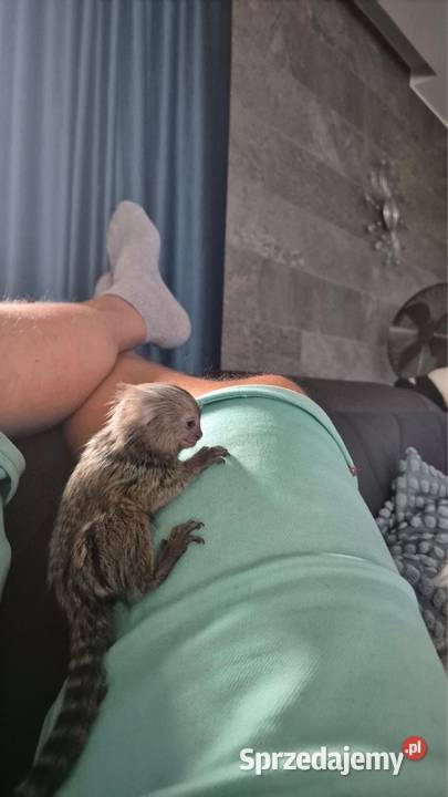 Oddam Mamozete Białoucha sprzedam
