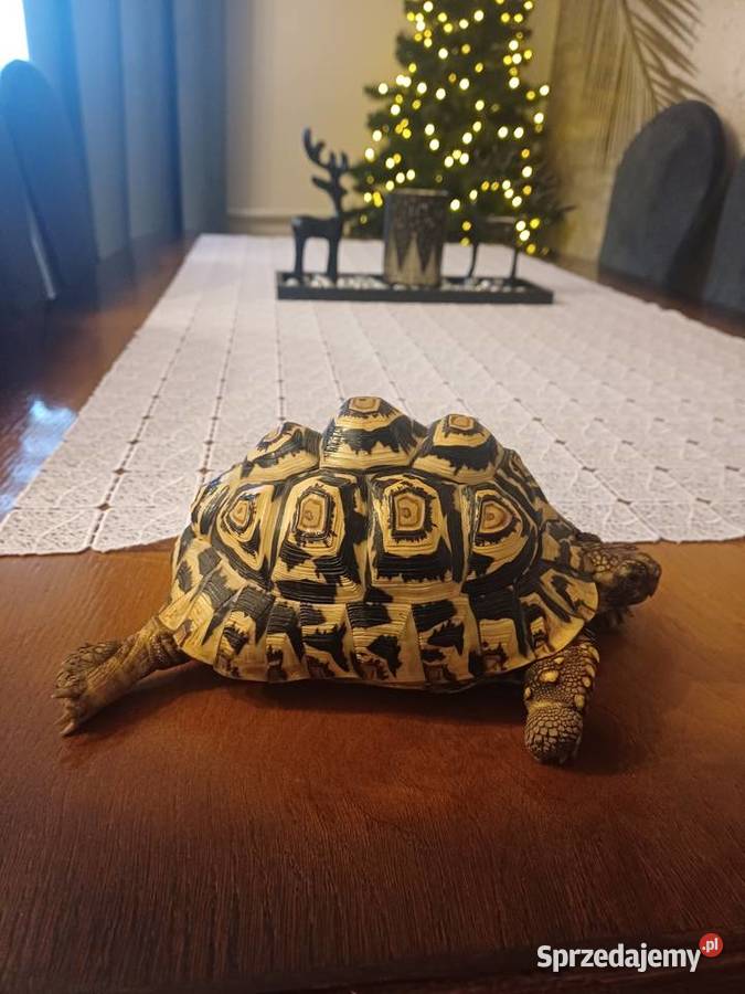 Żółw lamparci Sączów