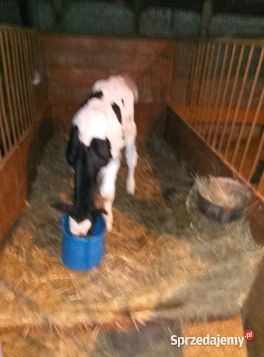 Byczek świętokrzyskie Mzurowa