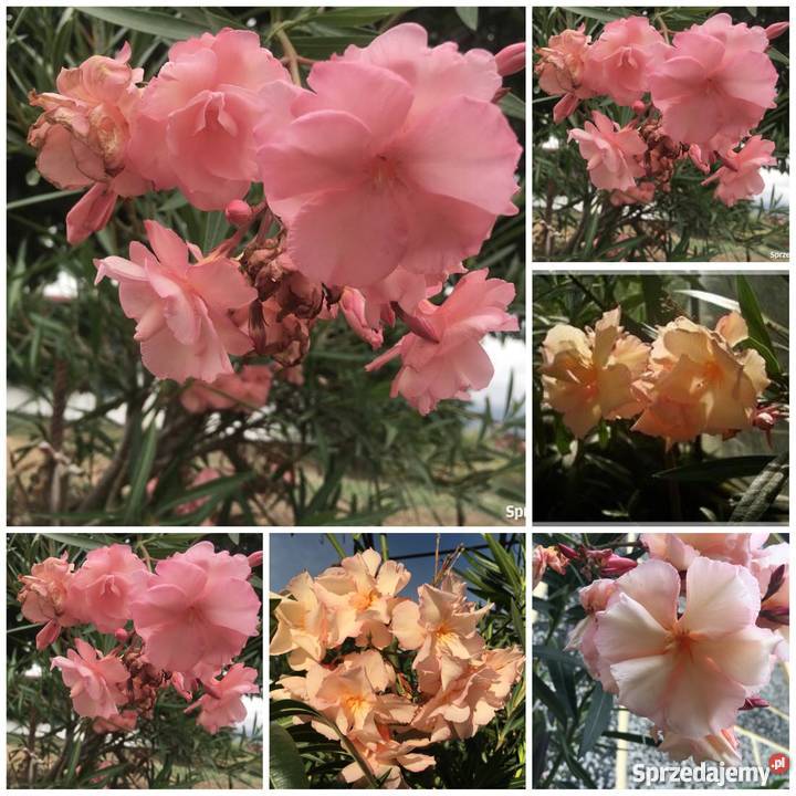 Oleander biały pachnący pełny na imieniny Rośliny