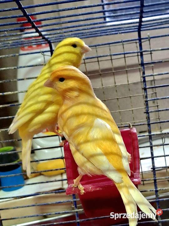 Pięknie śpiewające kanarki Rybnik