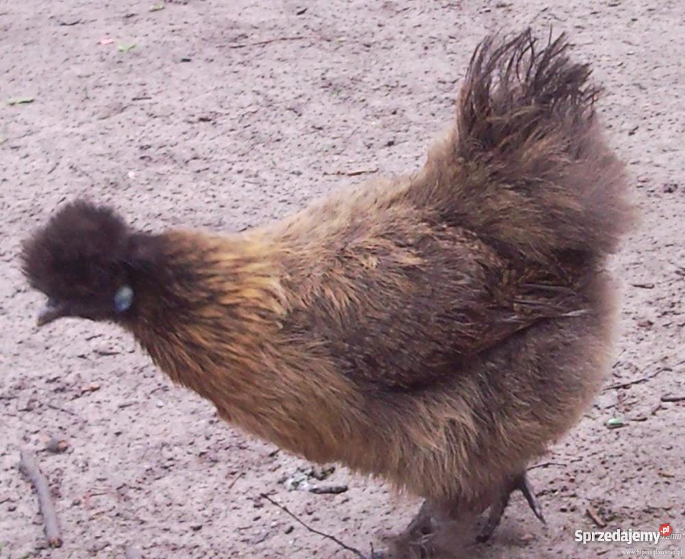 drób ozdobny Pięczkowo sprzedam