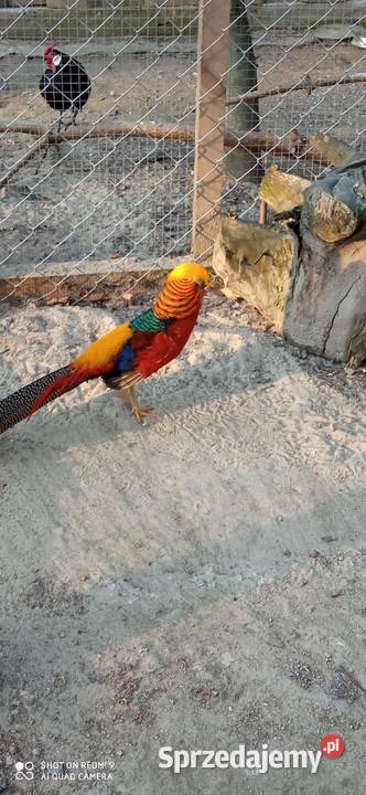 Do sprzedania bażant złocisty