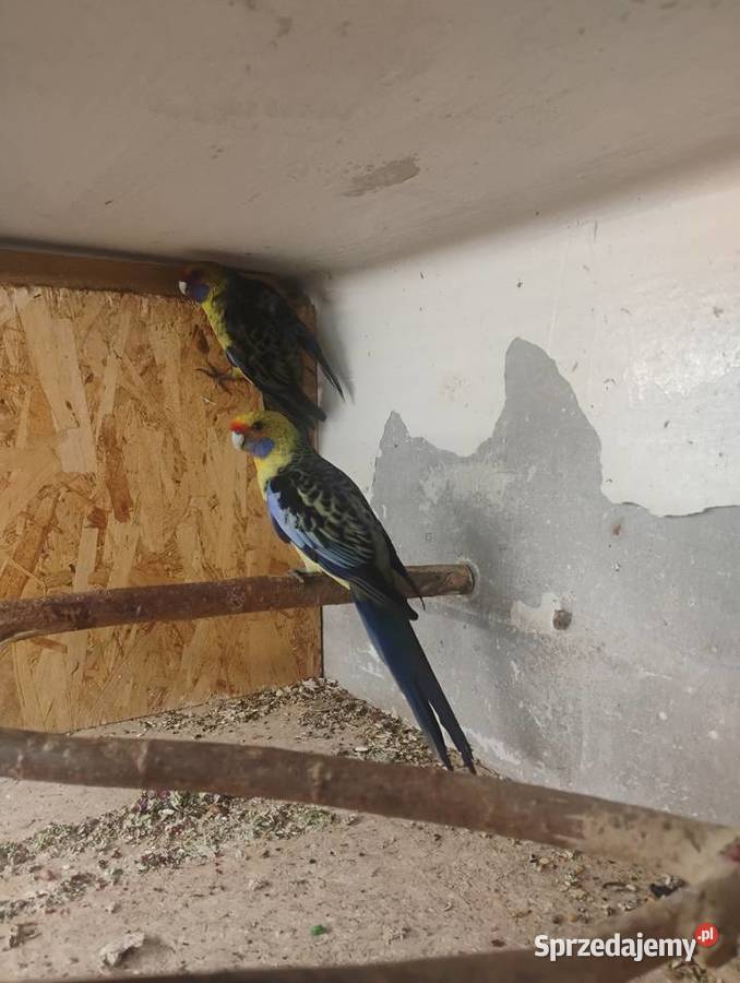 Rozelle kaledońskie para Pszów