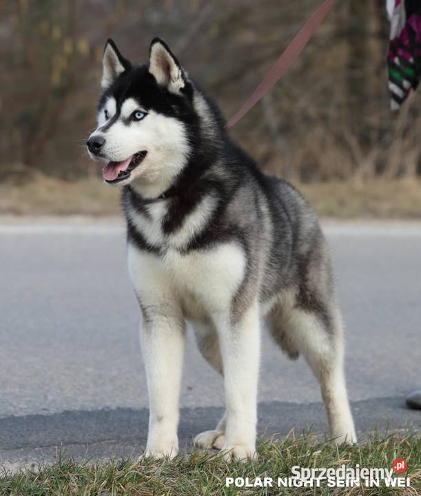 Szczeniak Siberian Husky ZKwPFCI