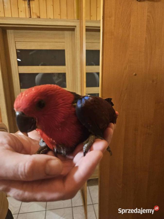 Lora Wielka Samiczka Bydgoszcz