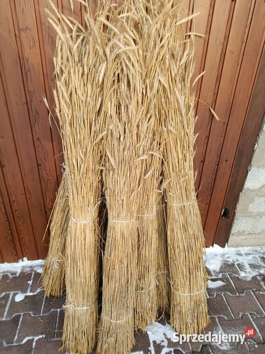 Słoma żytnia prosta skoszona snopowiązałką