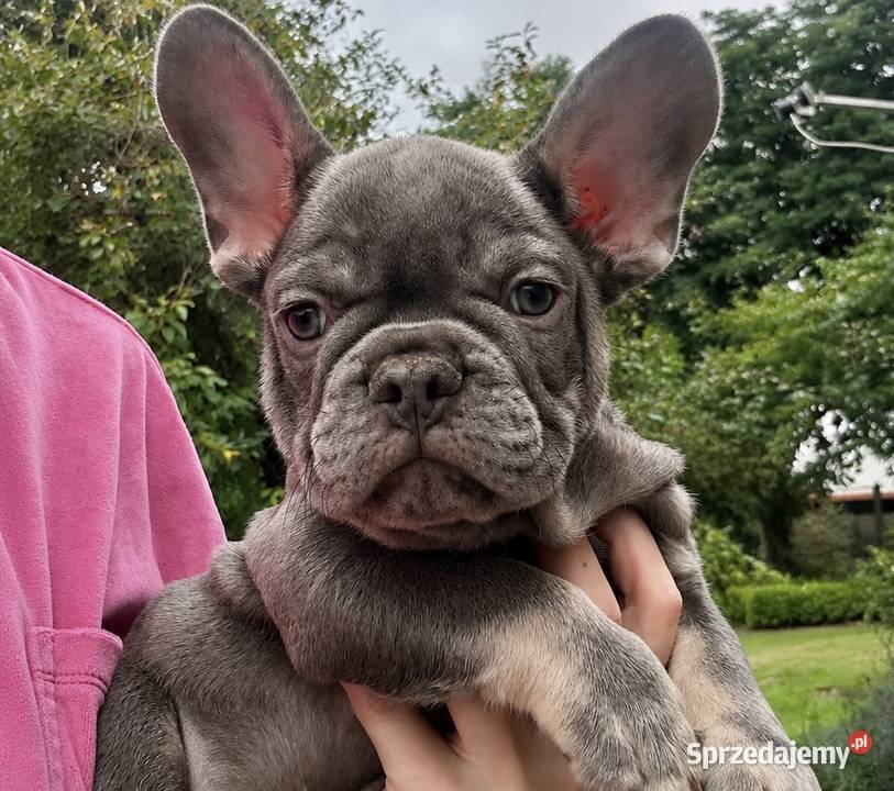 Buldog francuski Aktualne Malbork