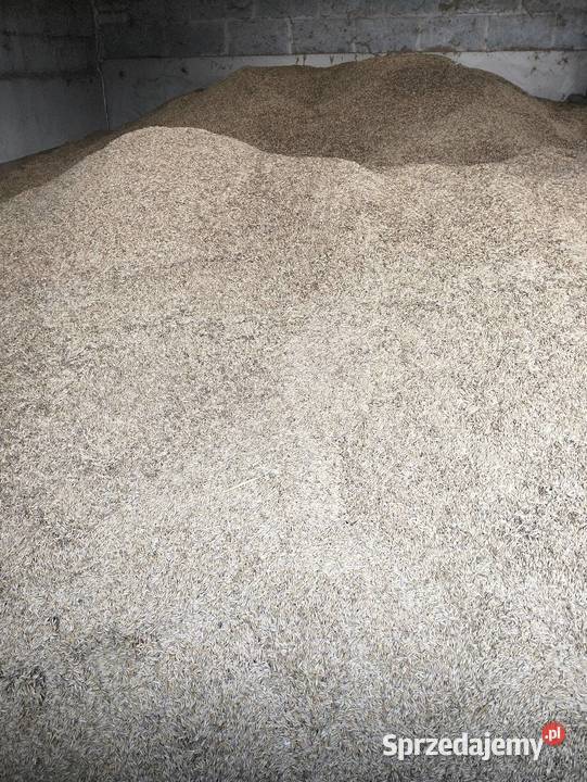 Owies jary jakości Kleszczewo Kościerskie