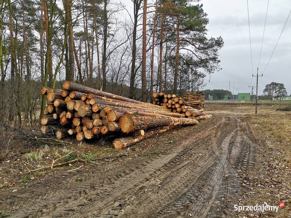 Przygotowanie terenu inwestycji Wycinka drzew Zielona Góra