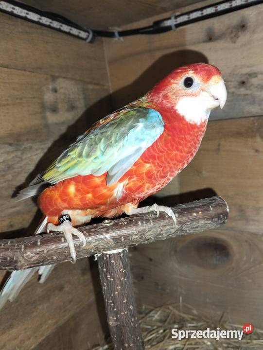 Rozlelle białolice Barcin