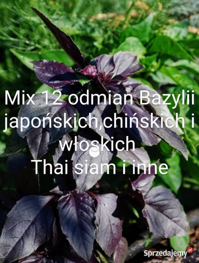 Można x Endywi Bazylia 12 odmnasiona